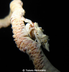 A big Xeno Crab sitting on whip coral by Yuzuru Hamasaki 